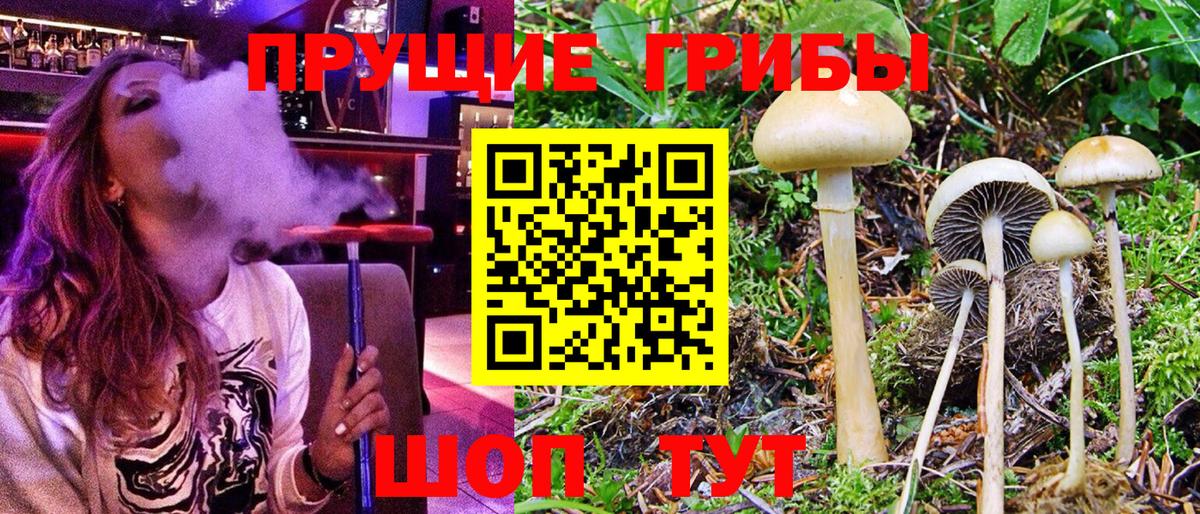Псилоцибиновые грибы Psilocybe Мелеуз
